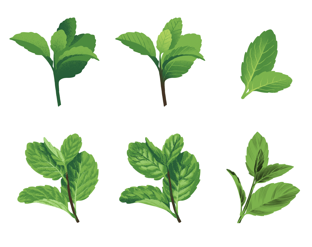 mint-leaves3-1